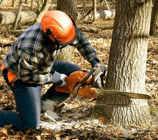 Tree Removal in Gary, TX